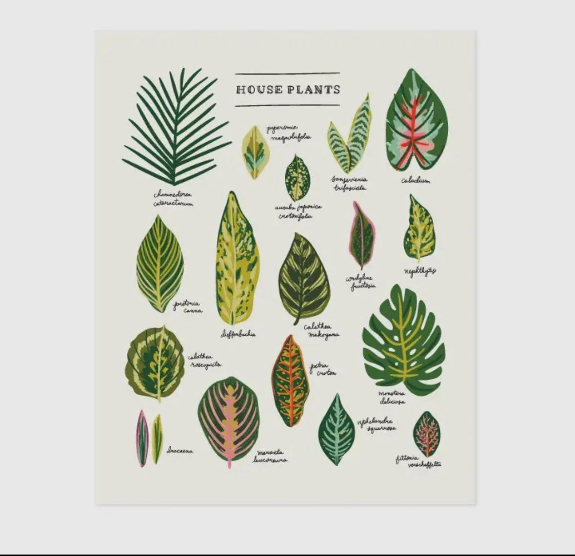 Planty Prints by Little Low