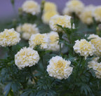 White Marigold | Ace of Wands