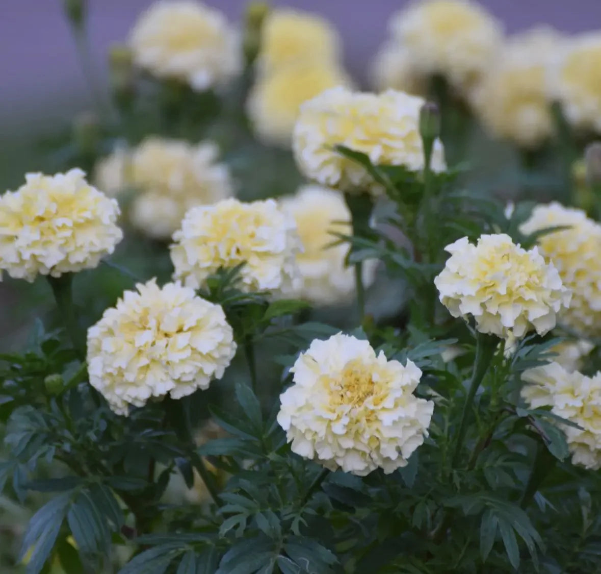 White Marigold | Ace of Wands