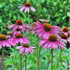 Strength in Echinacea | Strength