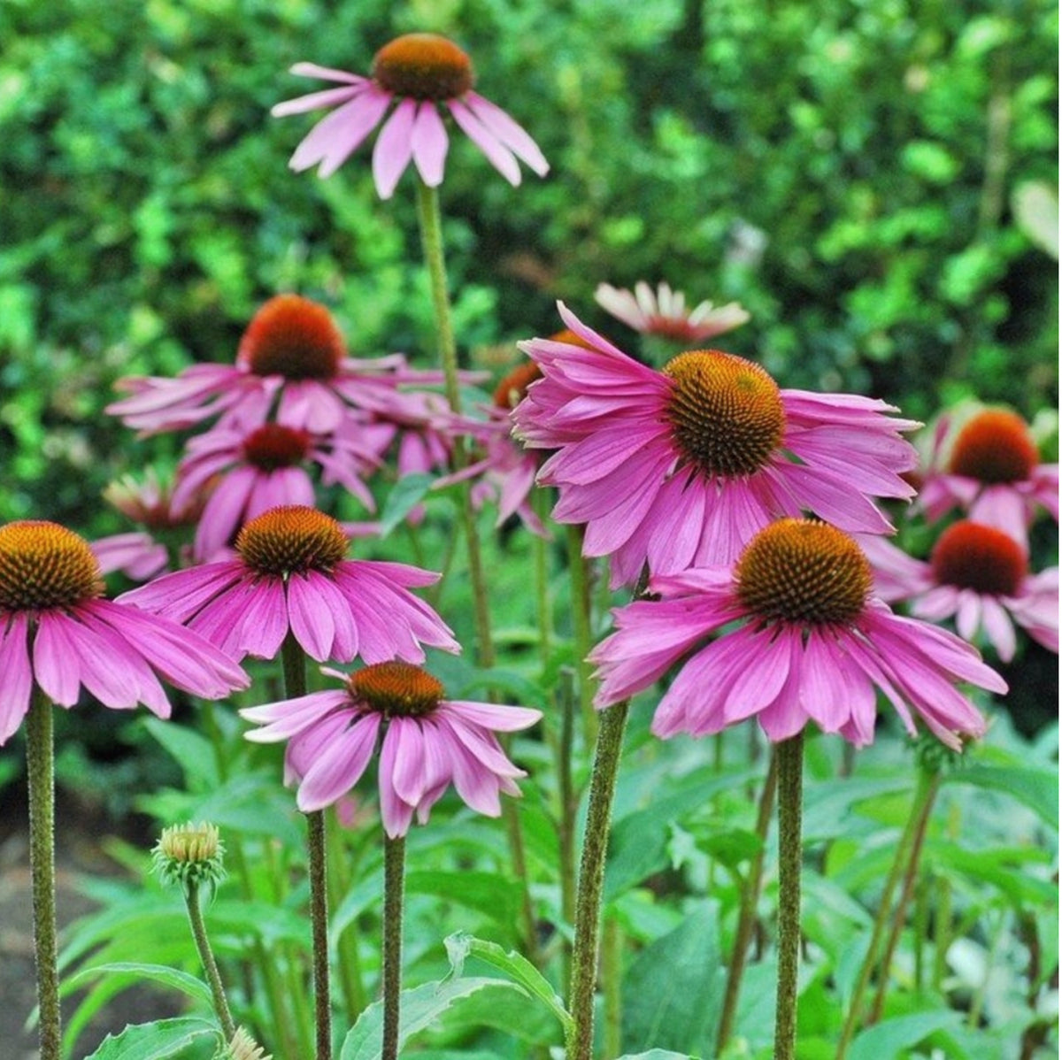 Strength in Echinacea | Strength