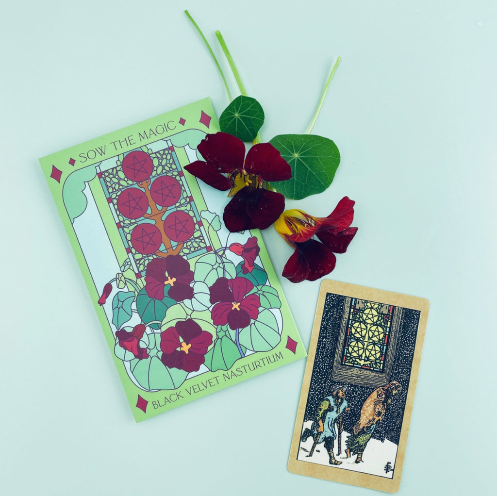 Black Velvet Nasturtium | Five of Pentacles