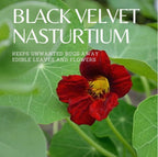 Black Velvet Nasturtium | Five of Pentacles