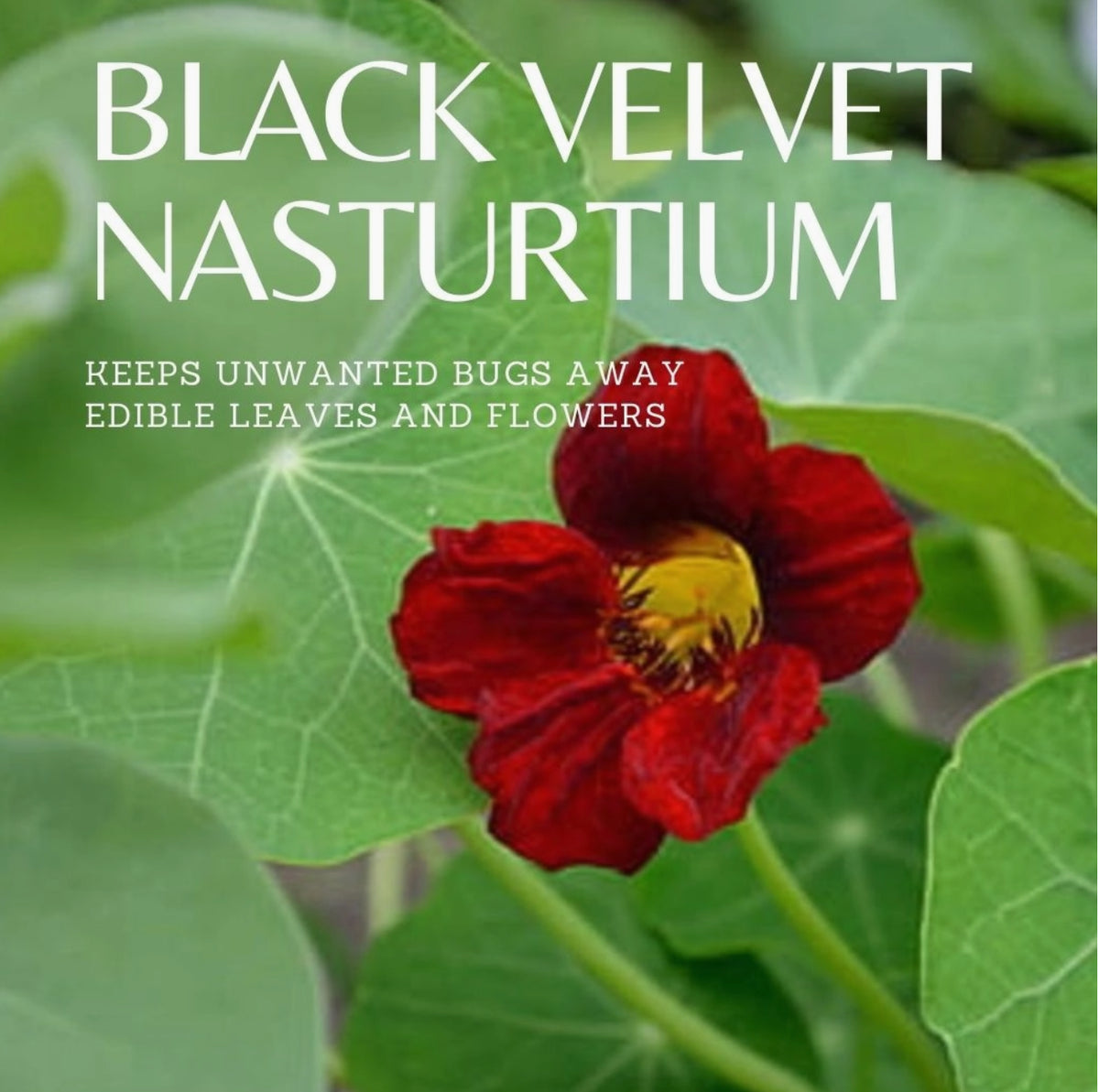 Black Velvet Nasturtium | Five of Pentacles