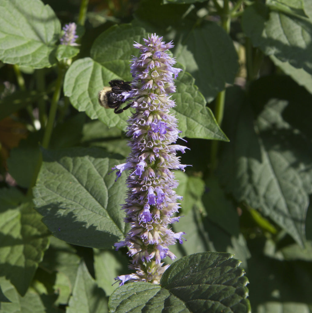 Lavender Hyssop | The Lovers