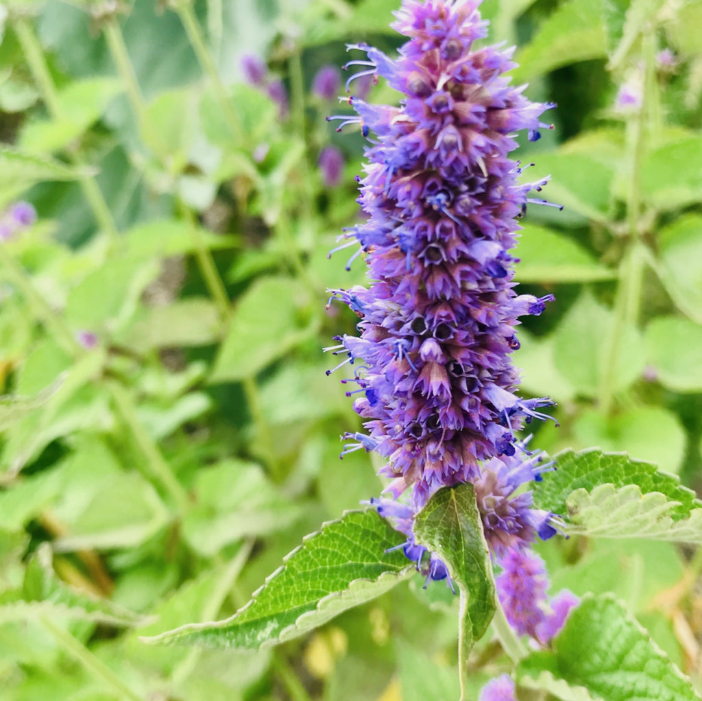 Lavender Hyssop | The Lovers