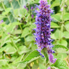 Lavender Hyssop | The Lovers