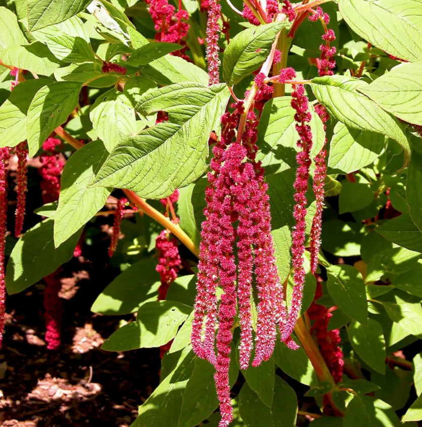 Love Lies Bleeding | Ace of Swords