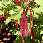 Love Lies Bleeding | Ace of Swords