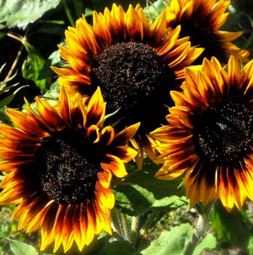 The Sunflower | The Sun