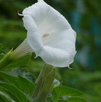 Moon Flower | The Moon