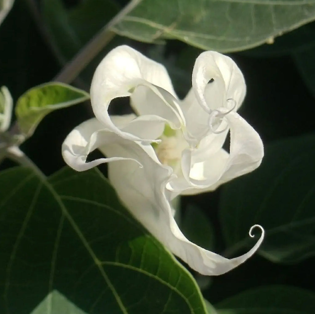 Moon Flower | The Moon