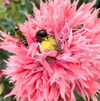 The Poppy | The Star