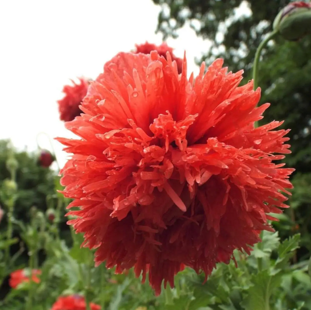 The Poppy | The Star