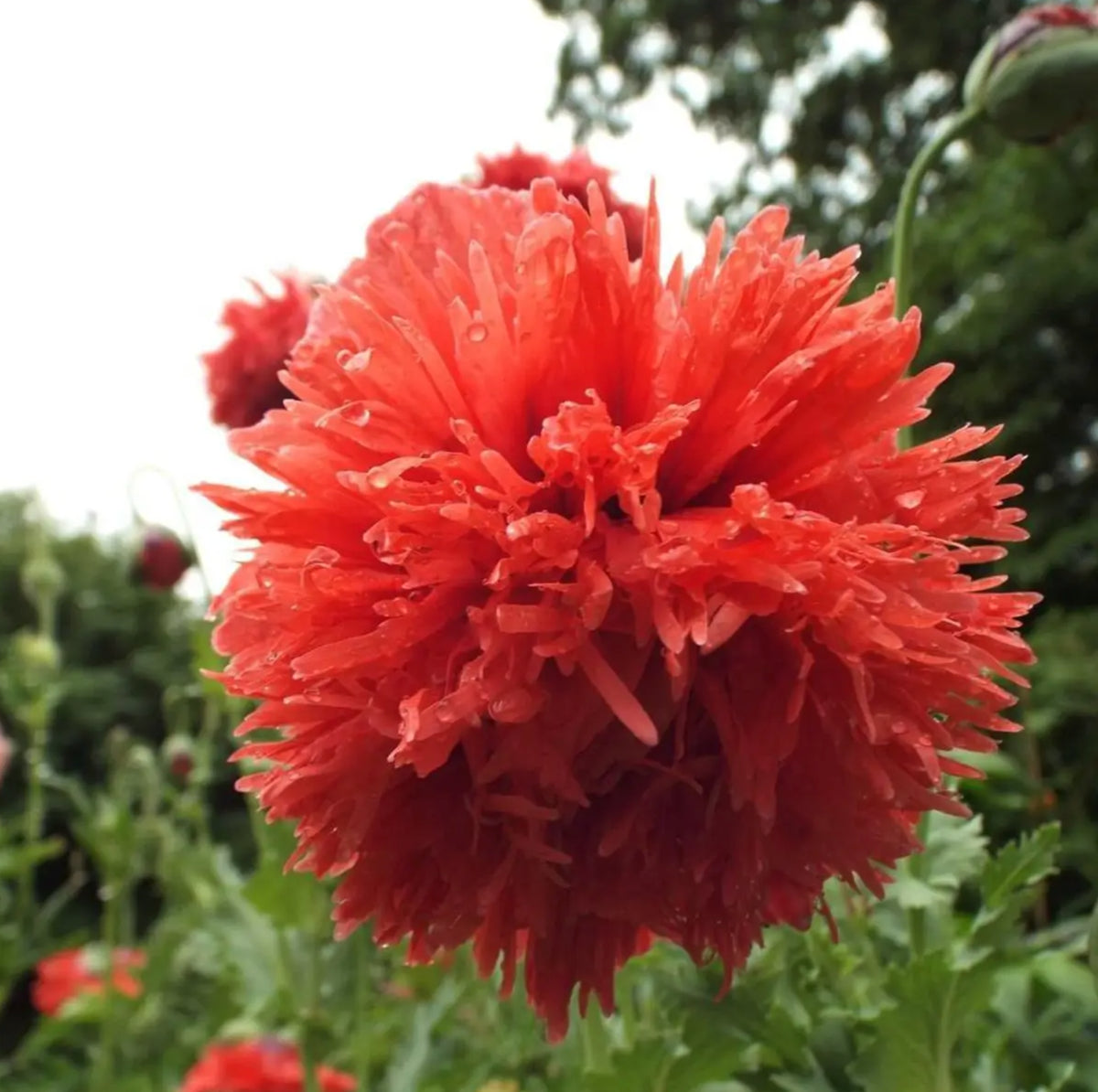 The Poppy | The Star