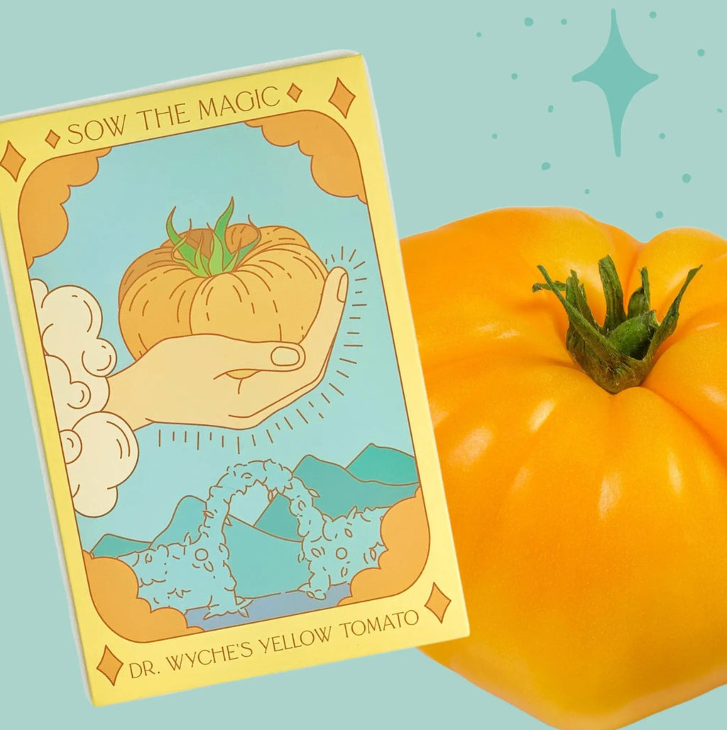 Dr. Wyches Yellow Tomato | Ace of Pentacles