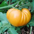 Dr. Wyches Yellow Tomato | Ace of Pentacles
