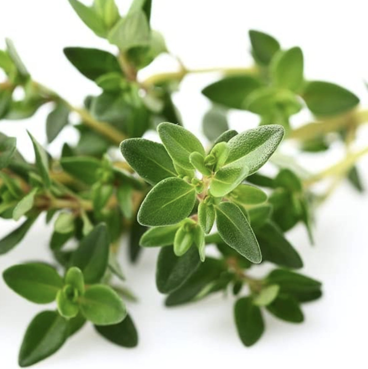 Garden Thyme | Queen of Cups