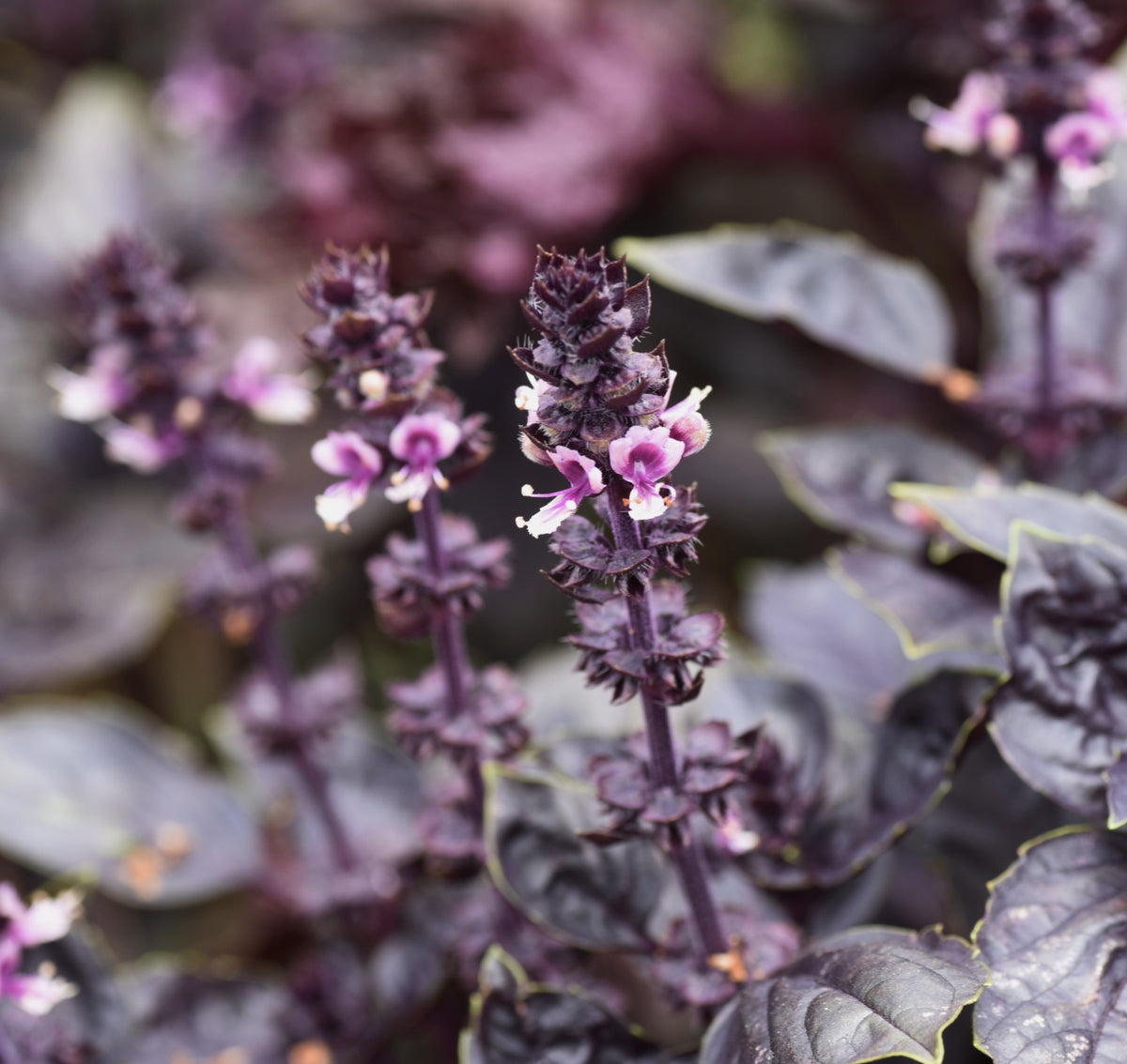 Purple Dark Opal Basil | The Judgement Card