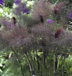 Bronze Fennel | Three of Pentacles