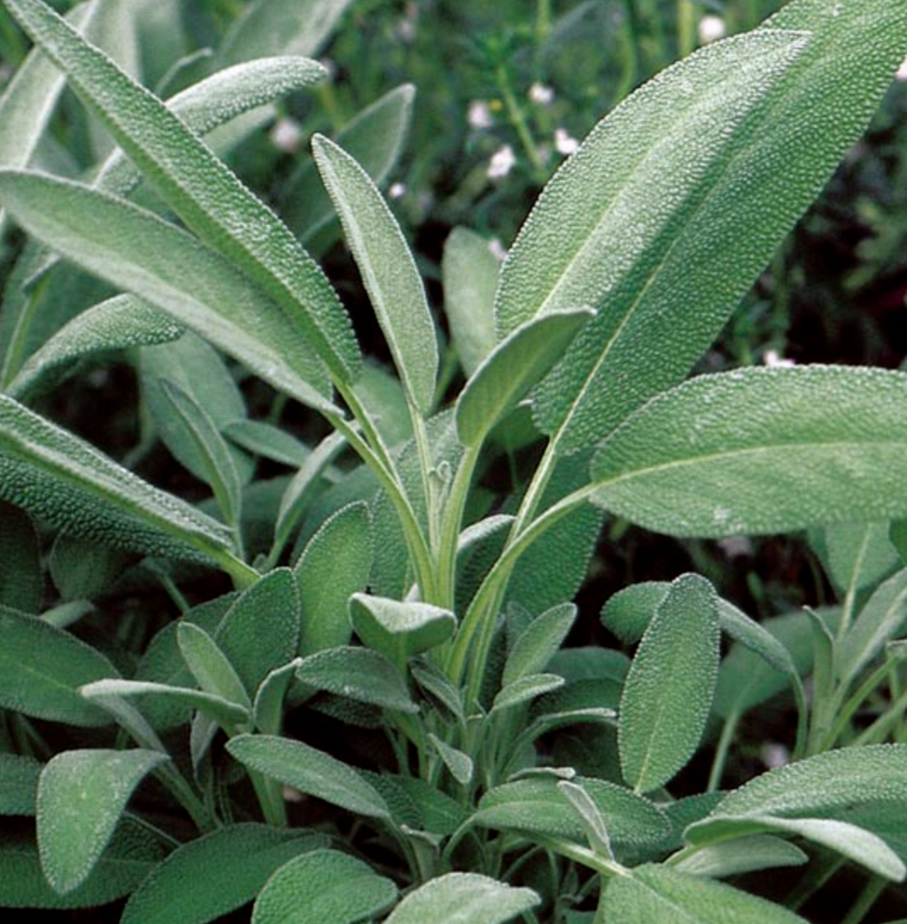 Broadleaf Sage | Ace of Swords