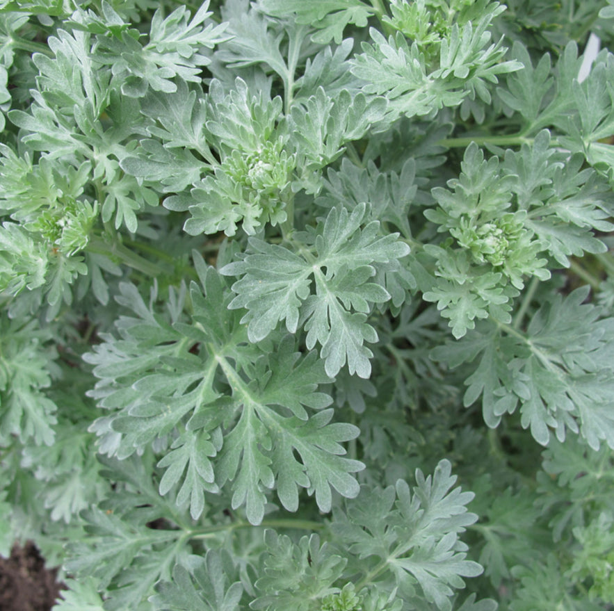 Wormwood Mugwort | Five of Pentacles