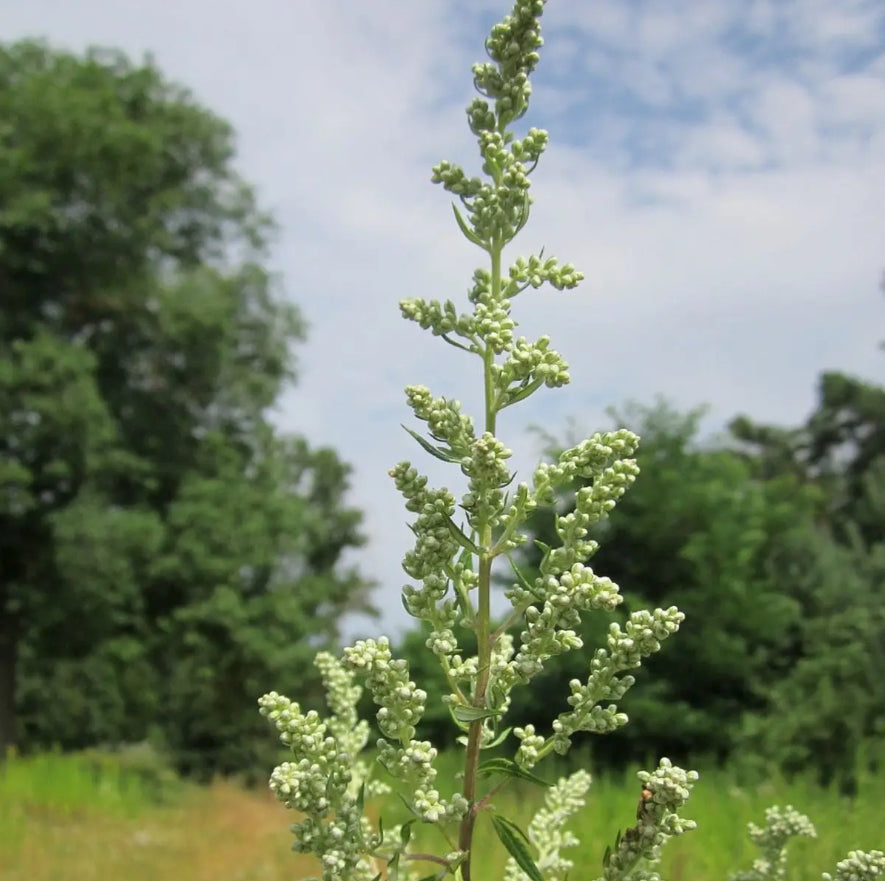 Wormwood Mugwort | Five of Pentacles
