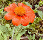 Mexican Sunflower | King of Wands