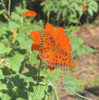 Mexican Sunflower | King of Wands
