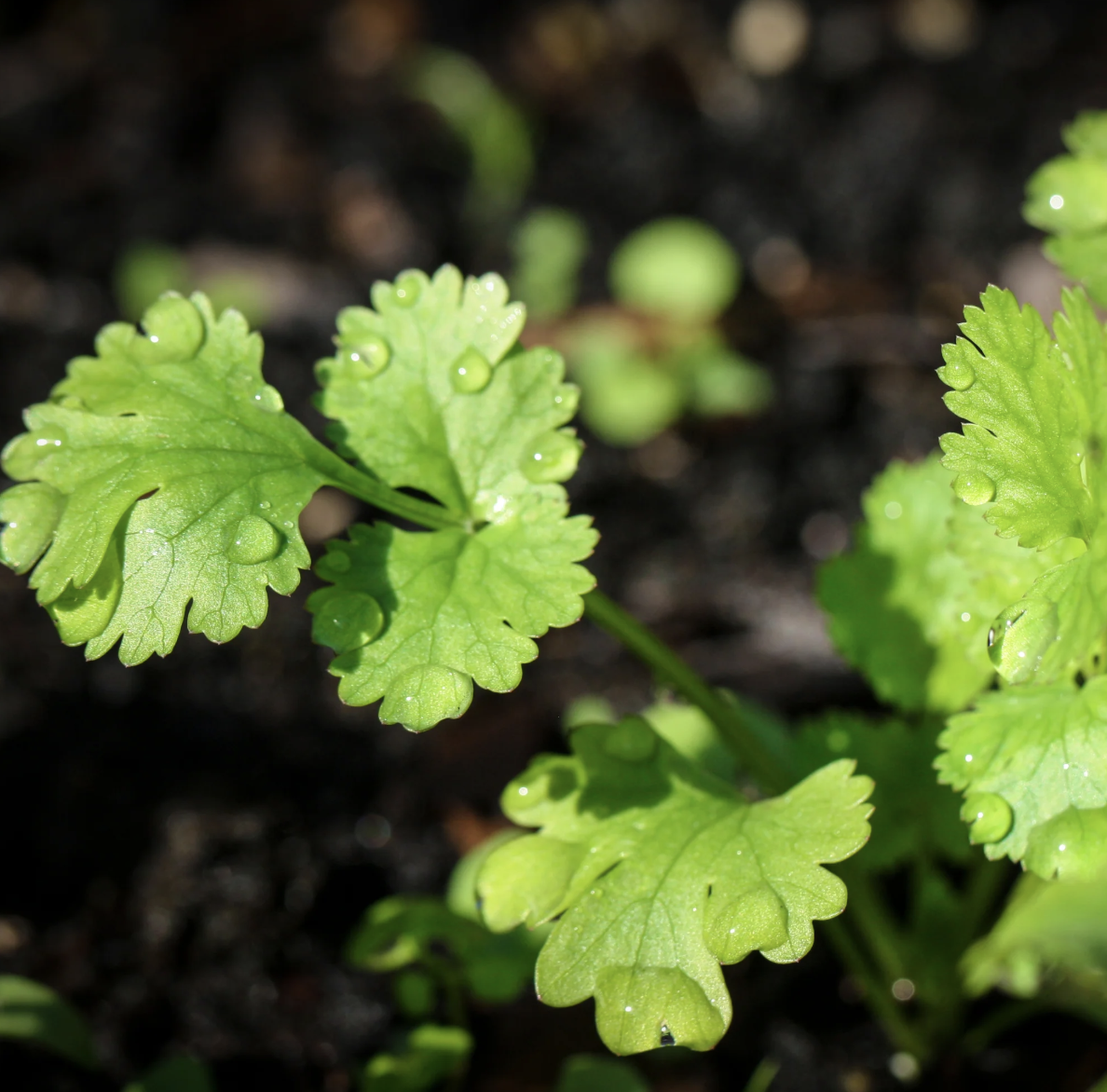 Cilantro Coriander | Five of Wands