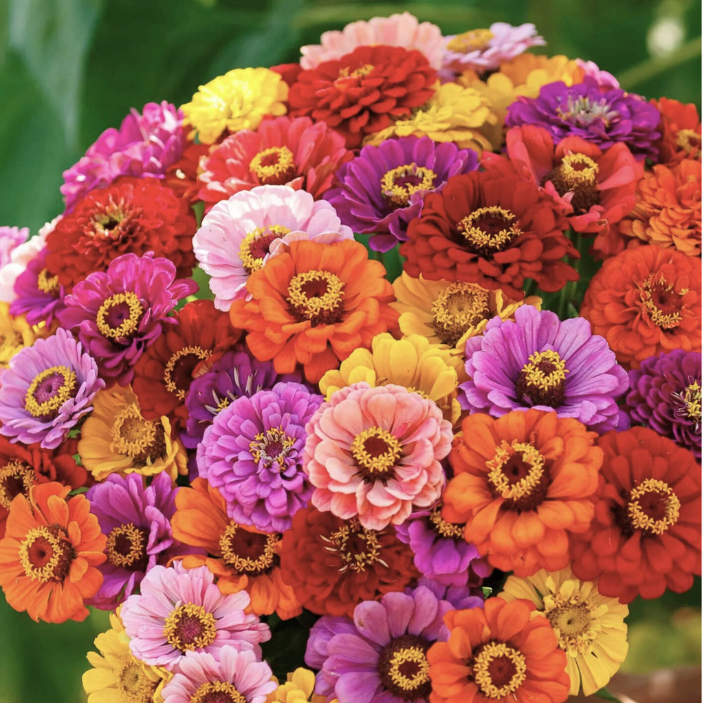 Illumination Zinnia