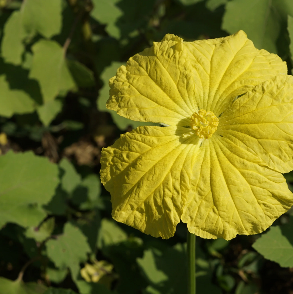 Luffa Gourd | Ten of Swords