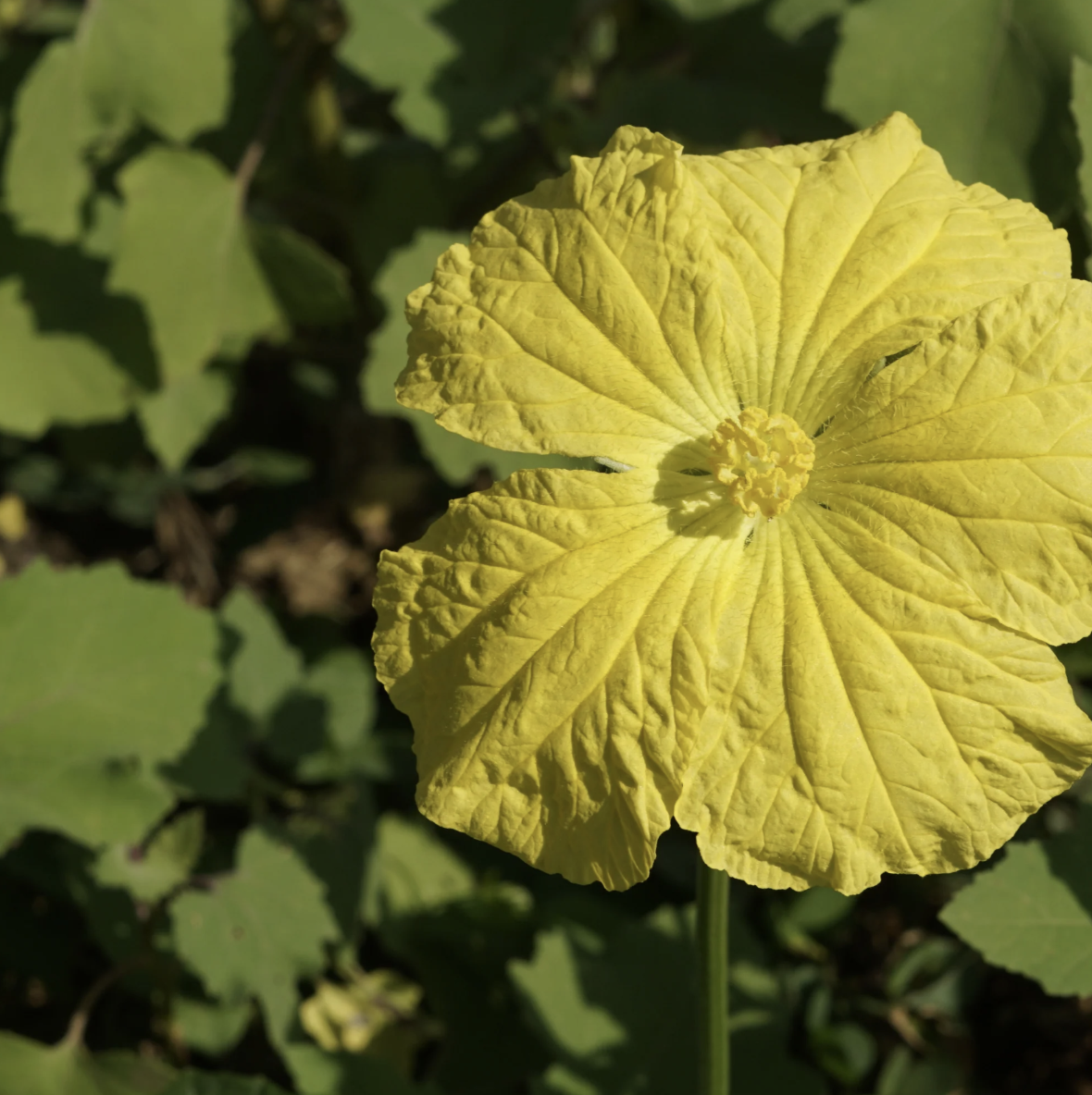 Luffa Gourd | Ten of Swords