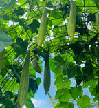 Luffa Gourd | Ten of Swords