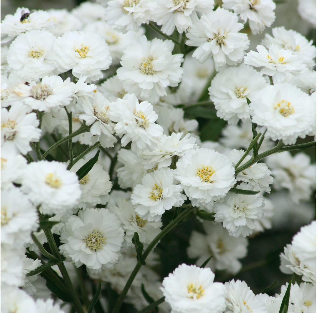 Pearl Yarrow | for a friend