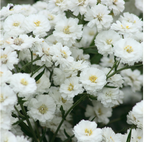 Pearl Yarrow | for a friend