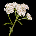 Pearl Yarrow | for a friend