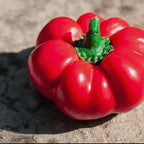 Ashe County Pimento | The Justice